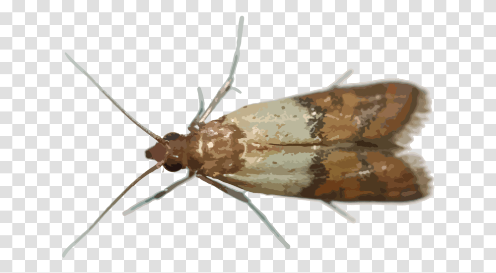 Hr Pantry Pests Hofmannophila Pseudospretella, Insect, Invertebrate, Animal, Butterfly Transparent Png