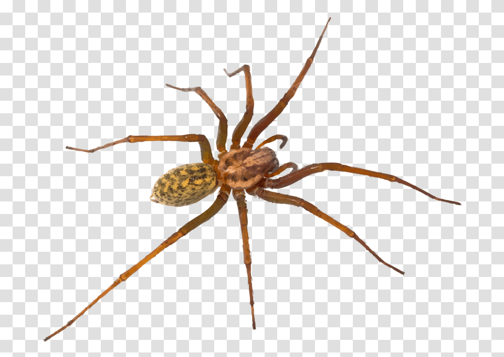 Hr Spiders Hobo Spider Utah Spiders, Invertebrate, Animal, Arachnid, Garden Spider Transparent Png