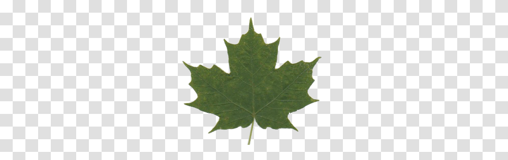 Http, Leaf, Plant, Tree, Maple Transparent Png