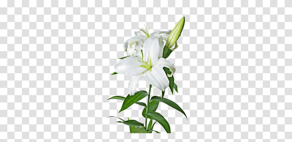 Http, Plant, Flower, Blossom, Lily Transparent Png