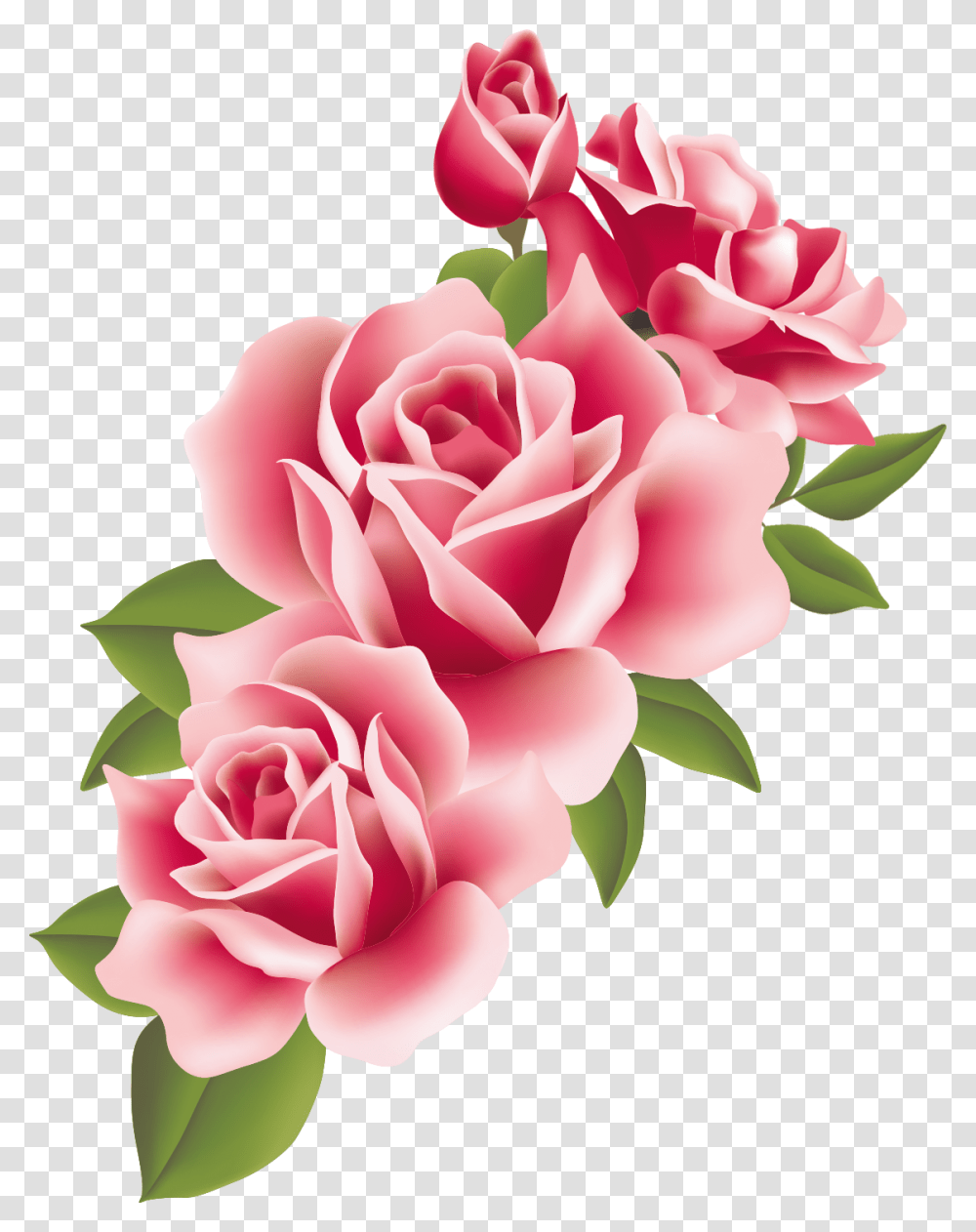 Http Store1 Up 00 Com2016 07 Pink Roses Border, Flower, Plant, Blossom, Carnation Transparent Png