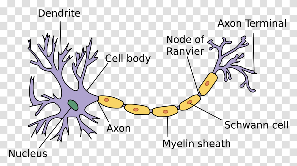 Https En M Wikipedia Svg Basic Parts Of Neuron, Accessories, Accessory, Antler, Necklace Transparent Png