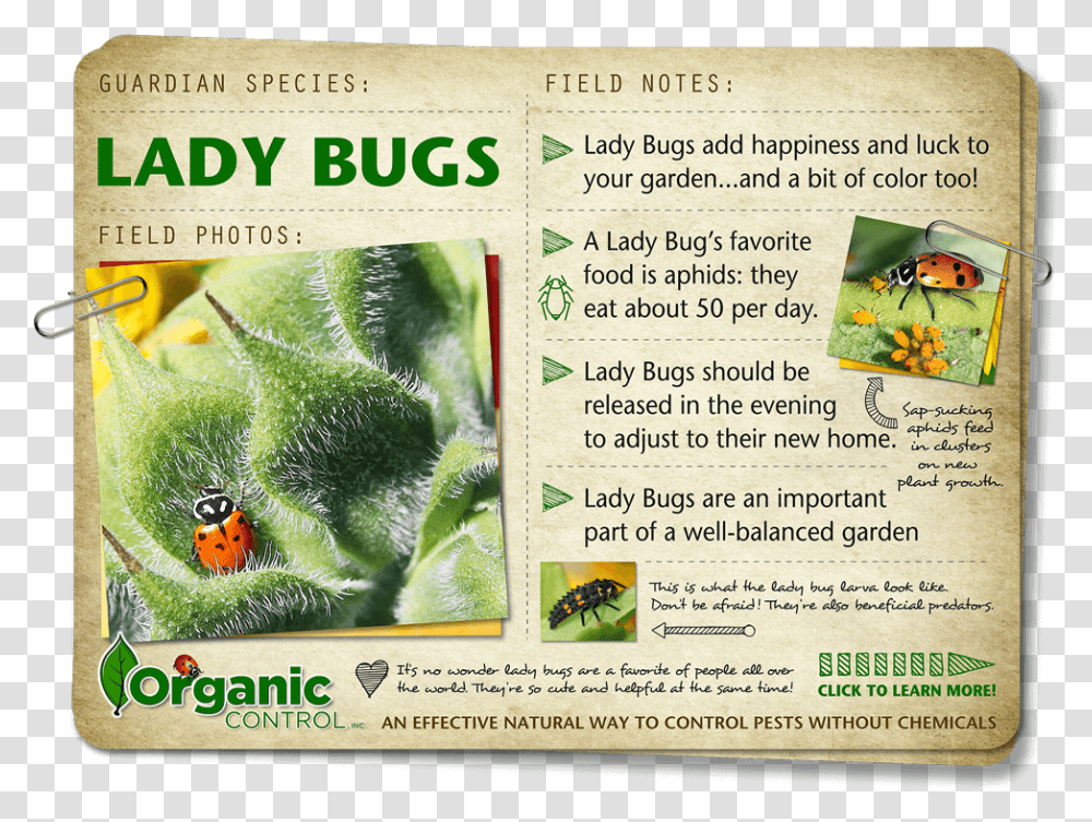 Https Organiccontrol Comlady Bugs Ant, Advertisement, Poster, Plant Transparent Png