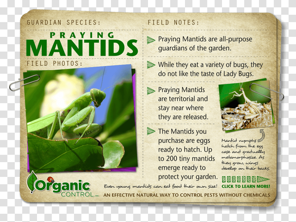 Https Organiccontrol Commantids Science Book, Insect, Invertebrate, Animal Transparent Png