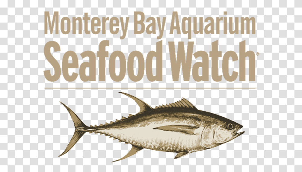 Https Thelobstertrap Seafood Watch, Fish, Animal, Tuna, Sea Life Transparent Png