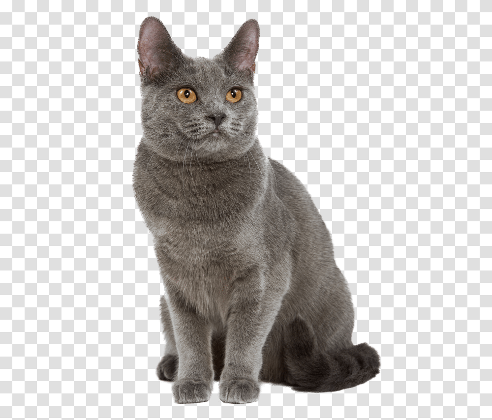 Https Wikichat Chat Chartreux, Manx, Cat, Pet, Mammal Transparent Png