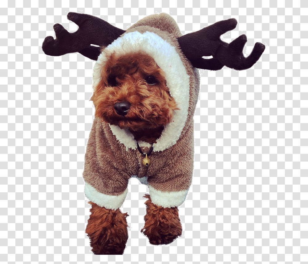 Hua Yuan Winter Clothes Dog Clothes Teddy Puppy Clothes Disfraces De Perros Navidad, Canine, Mammal, Animal, Pet Transparent Png
