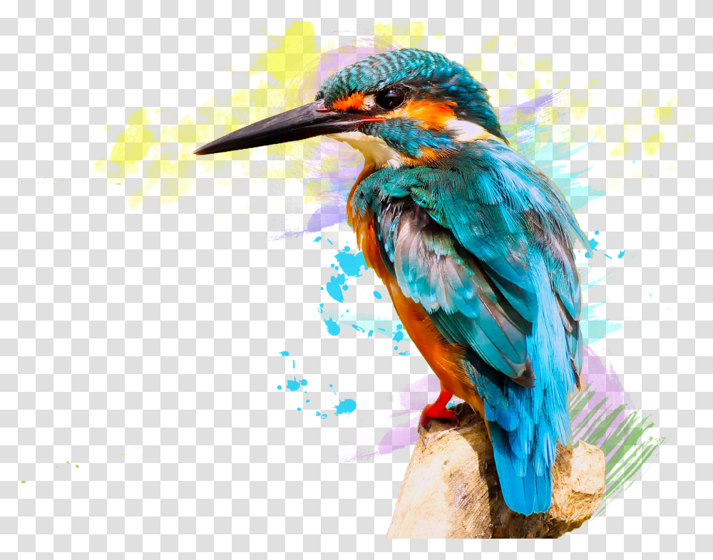 Huawei P20 Lite Kingfisher Bird Hd, Bee Eater, Animal, Jay, Bluebird Transparent Png
