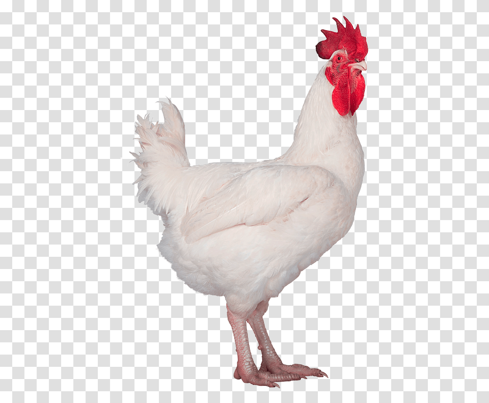 Hubbard Conventional M99 No Background, Hen, Chicken, Poultry, Fowl Transparent Png