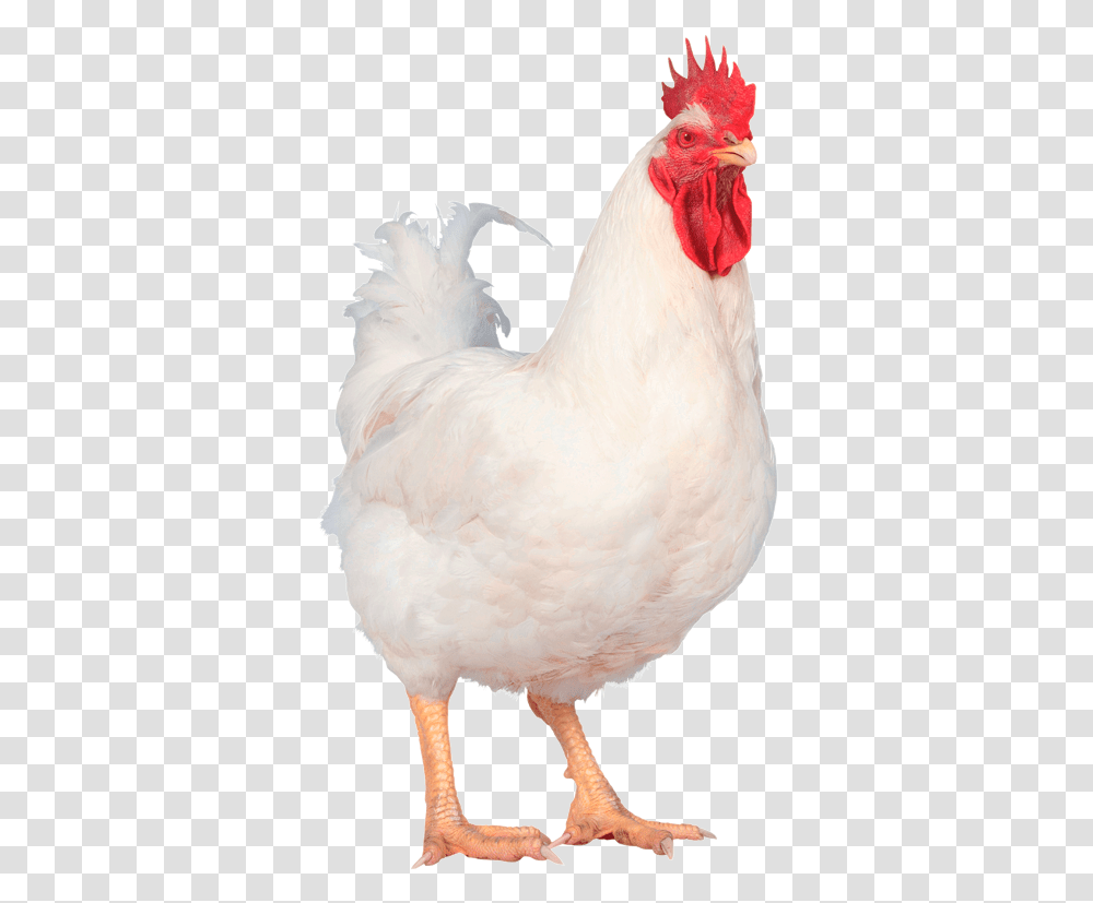 Hubbard Galinha, Chicken, Poultry, Fowl, Bird Transparent Png