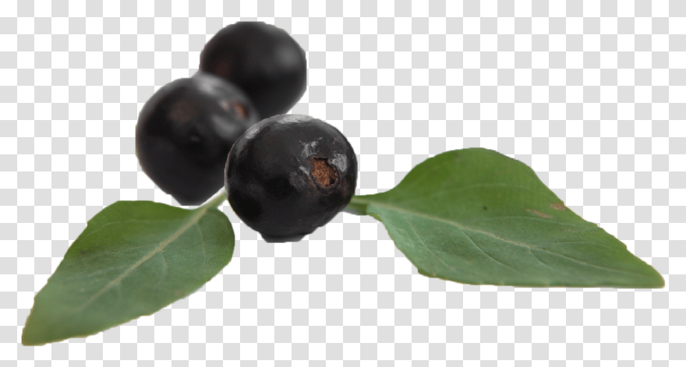 Huckleberry, Plant, Fruit, Food, Blueberry Transparent Png