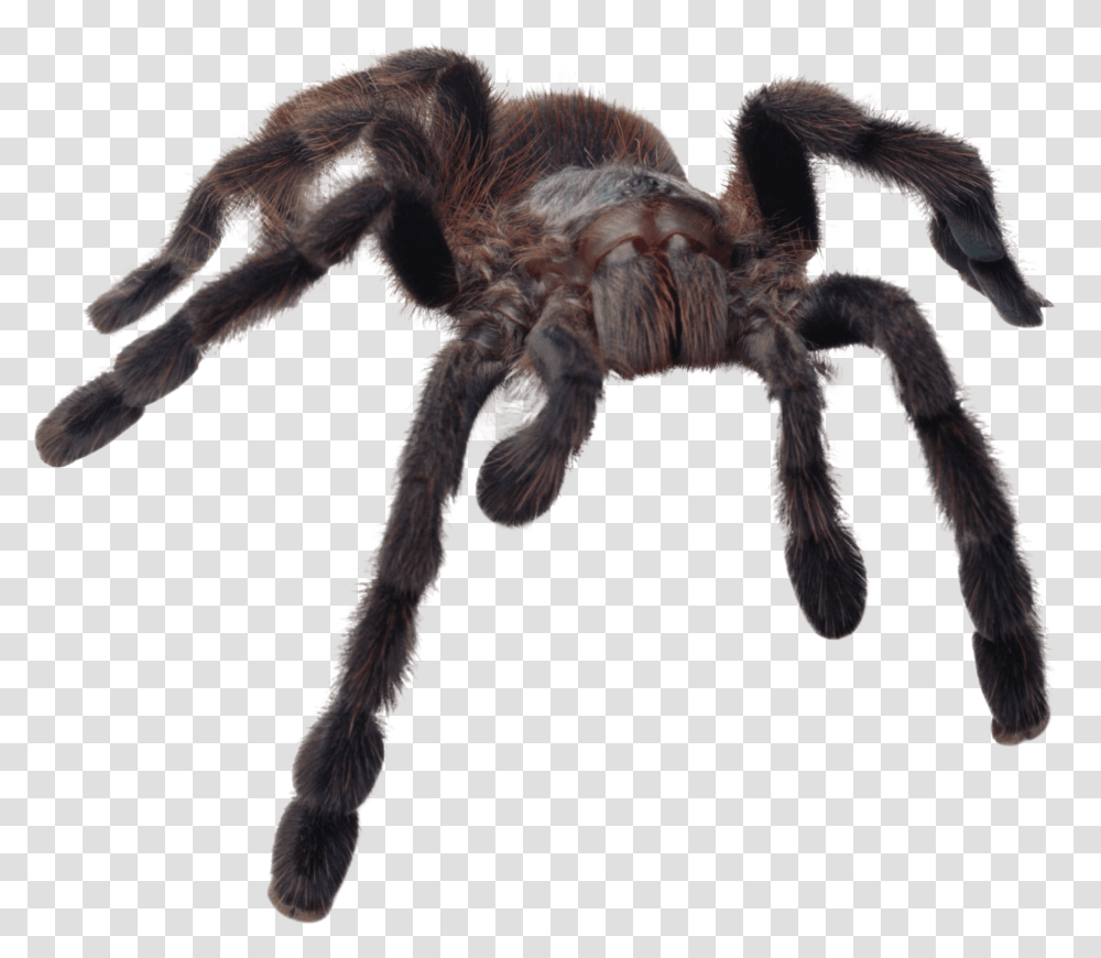 Huge Spider Scary Spider Background, Tarantula, Insect, Invertebrate, Animal Transparent Png