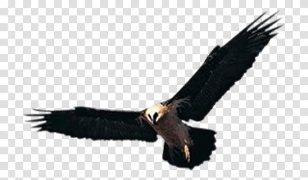 Huishan District Hawk Accipiter Yixing Shenxing Knitting, Vulture, Bird, Animal, Kite Bird Transparent Png