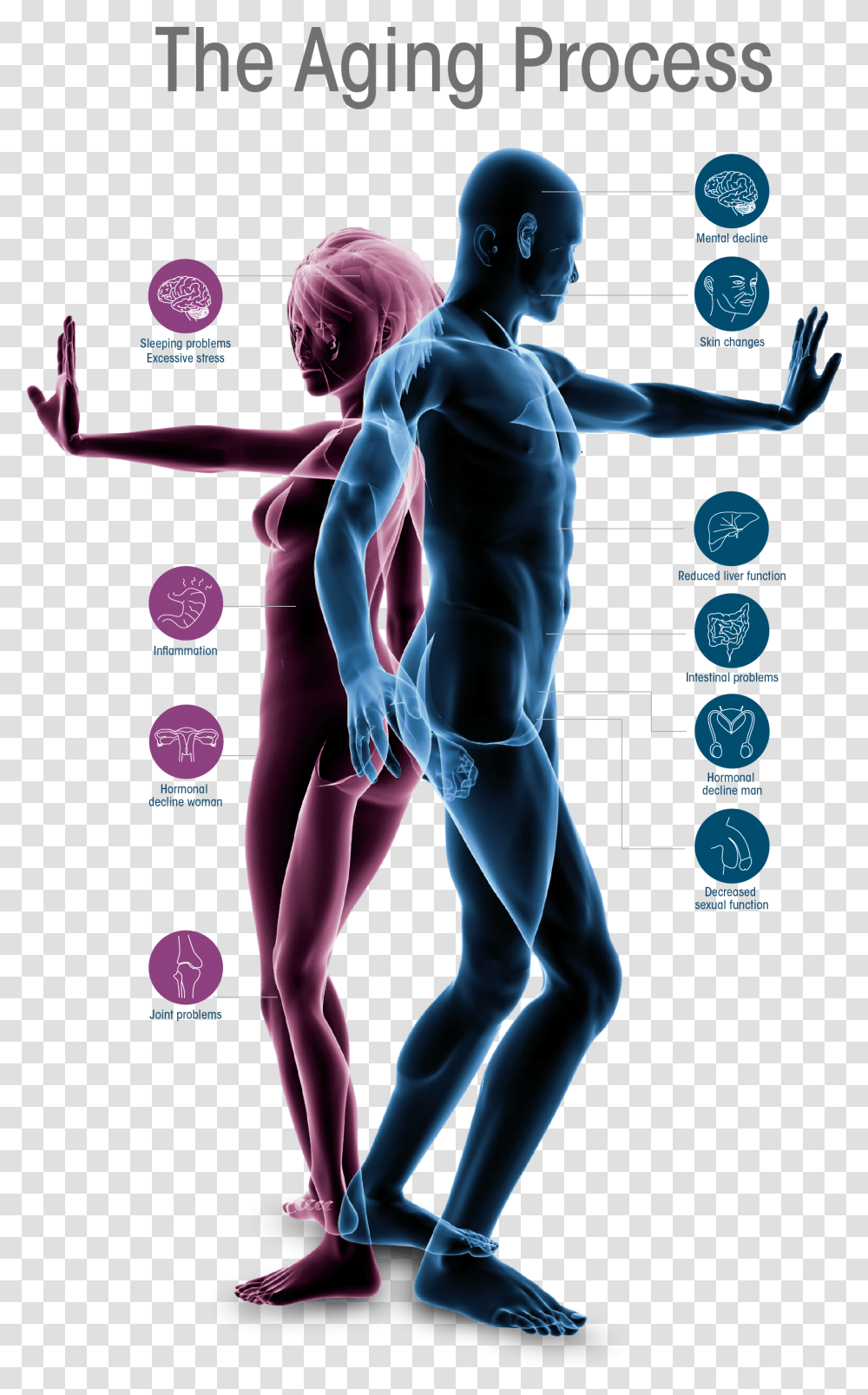 Human Aging Body, Person, Advertisement Transparent Png