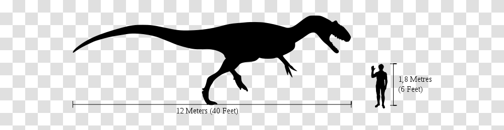 Human Allosaurus Size Comparison Allosaurus Size Comparison To Human, Gray Transparent Png