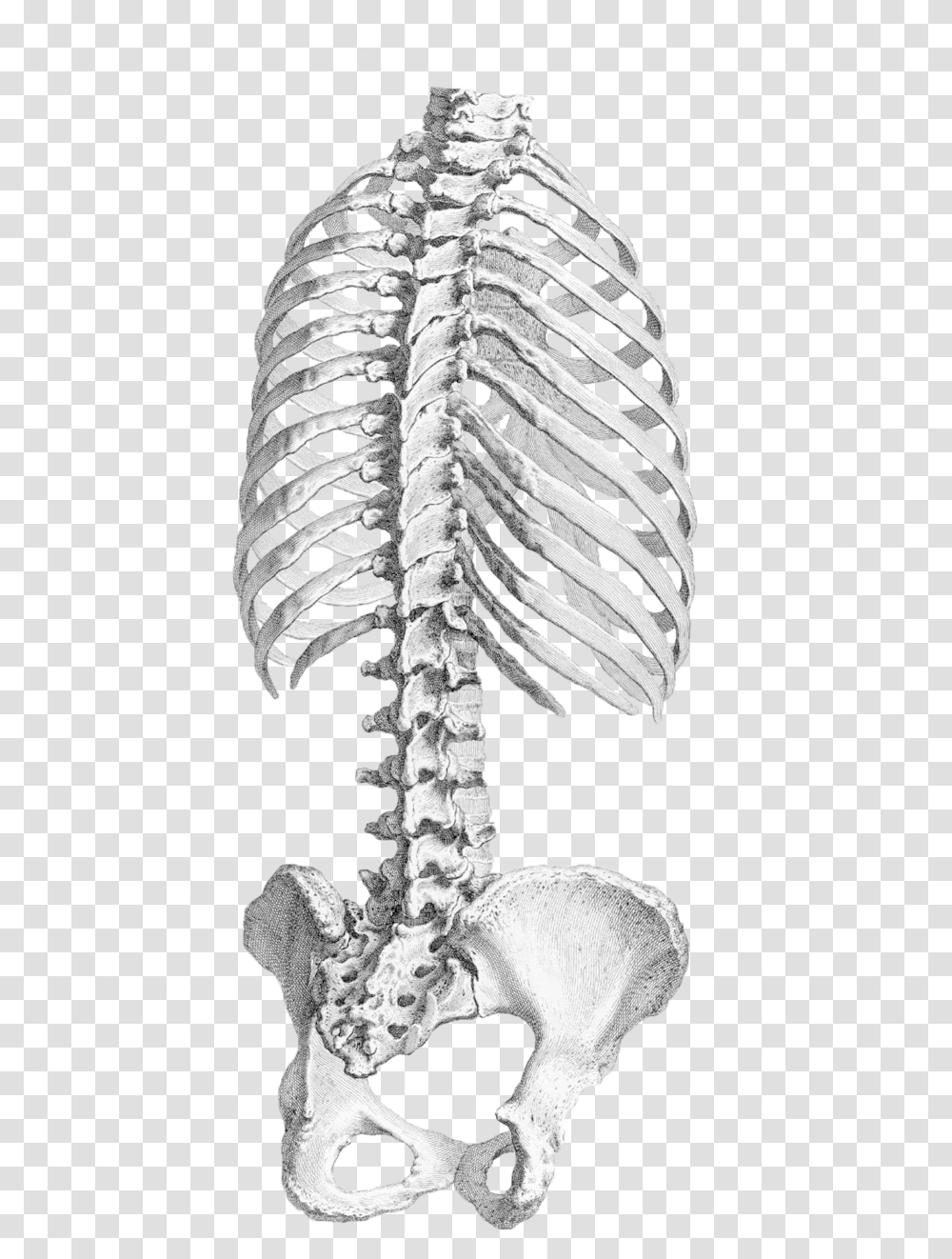 Human Anatomy Rib Cage Vertebral Column Pelvis Rib Cage, Skeleton Transparent Png