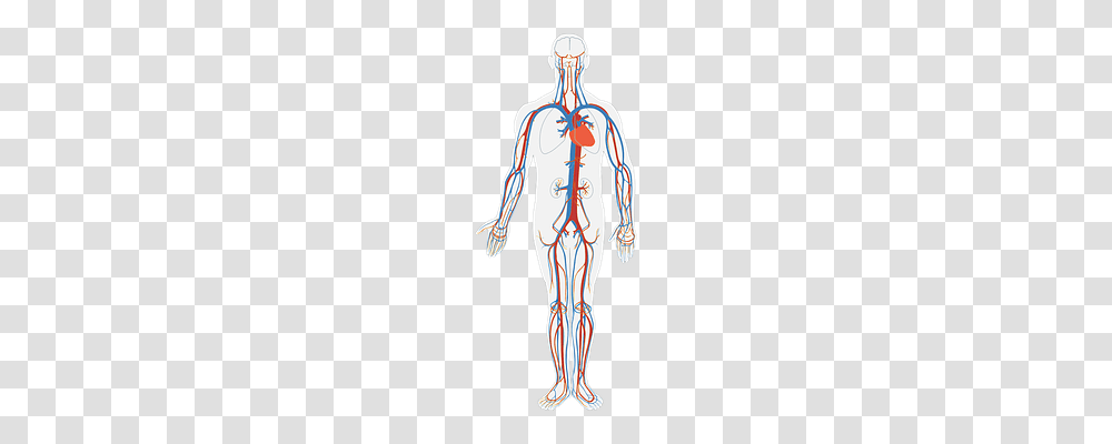 Human Body Technology, Plot, Veins, Diagram Transparent Png