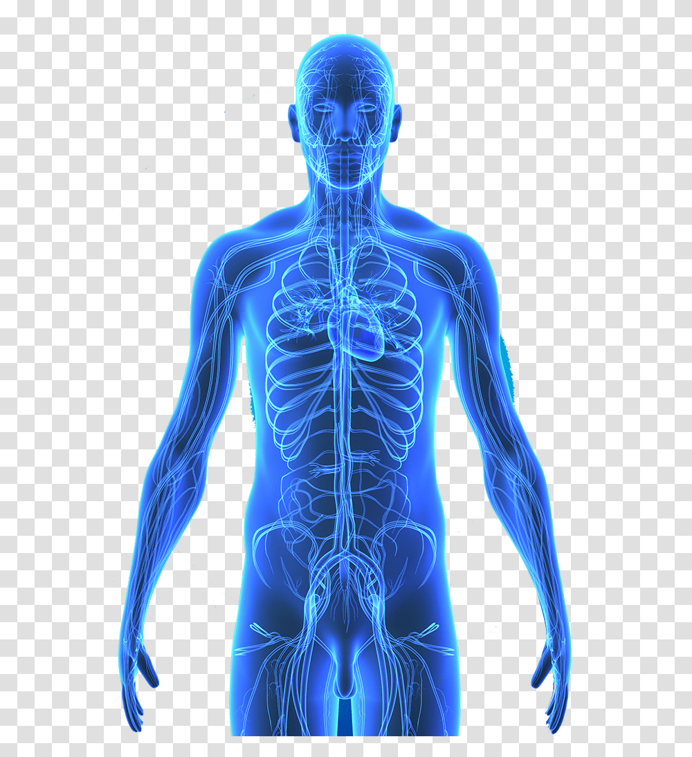 Human Body Anatomy, Person, Hip, X-Ray, Ct Scan Transparent Png
