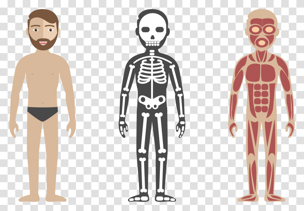 Human Body Circulatory System Anatomy Illustration Html Css Js Skeleton, Person, Drawing Transparent Png