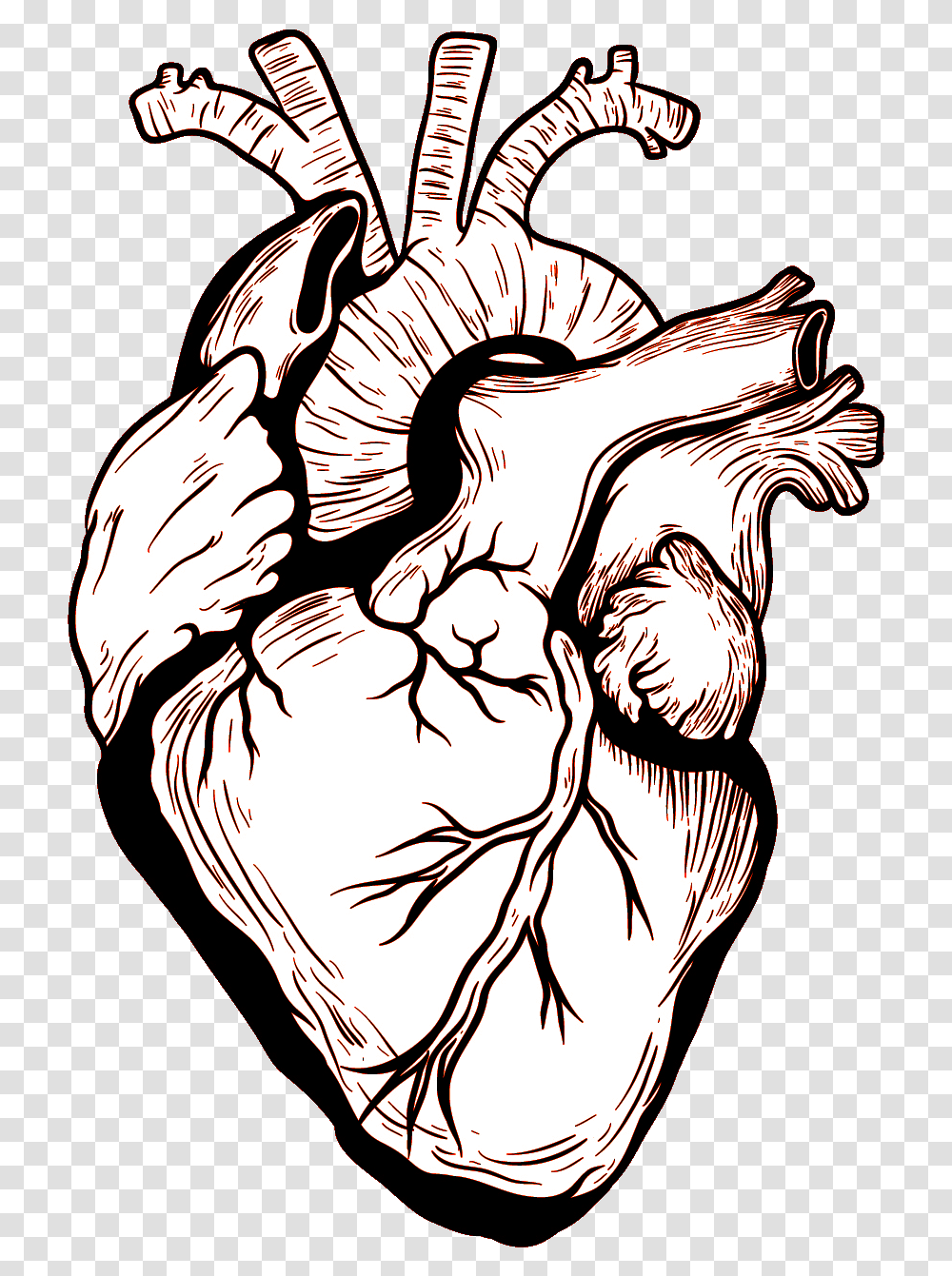 Human Body Drawing Black And White Heart Drawing, Hand, Animal, Invertebrate, Fist Transparent Png