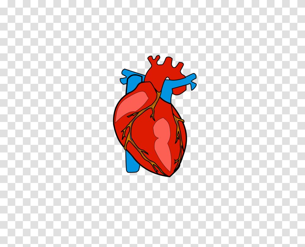Human Body Heart Anatomy Organ, Animal, Insect, Invertebrate Transparent Png