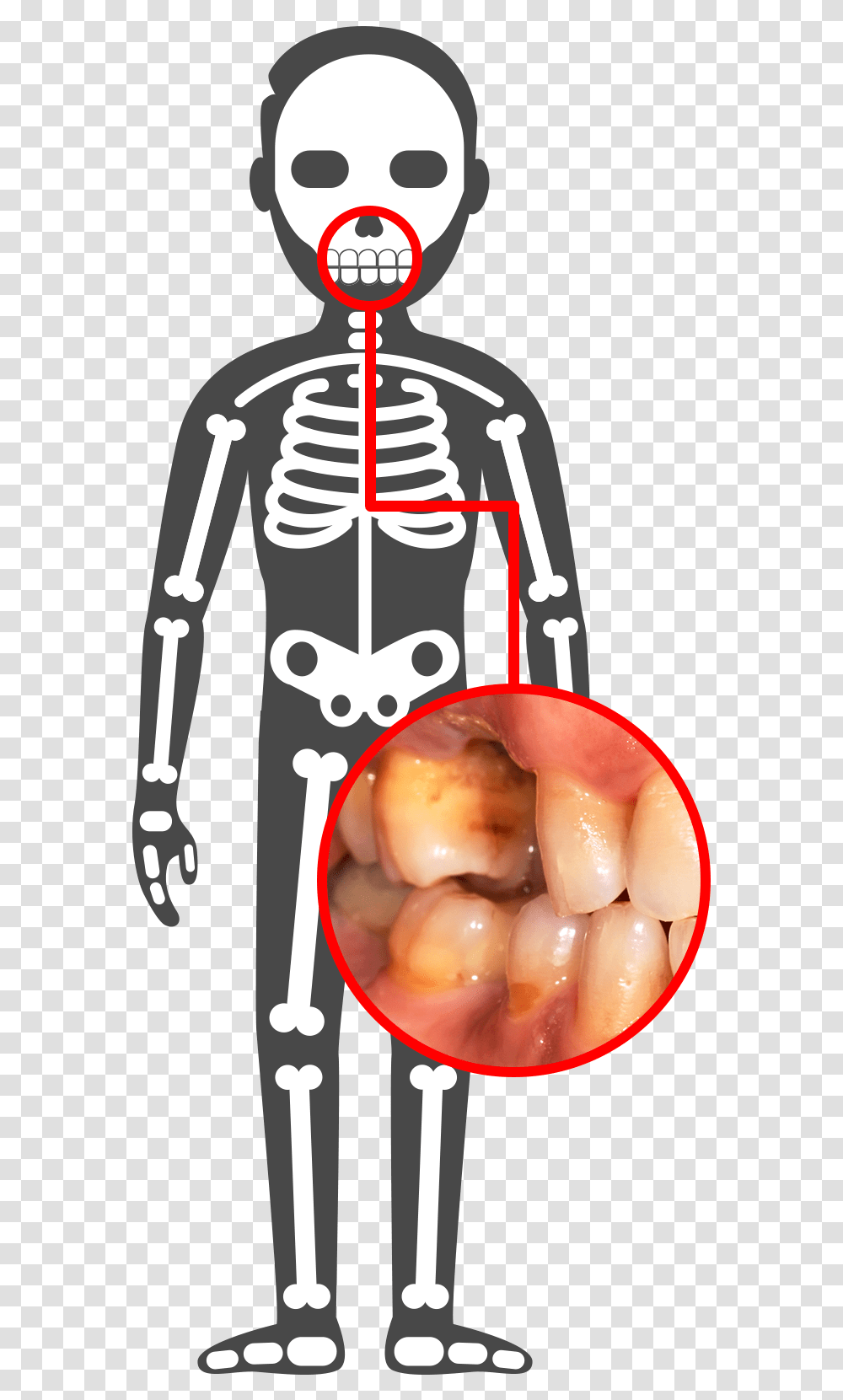 Human Body Illustration Html Css Javascript Skeleton, Teeth, Mouth, Lip, Jaw Transparent Png
