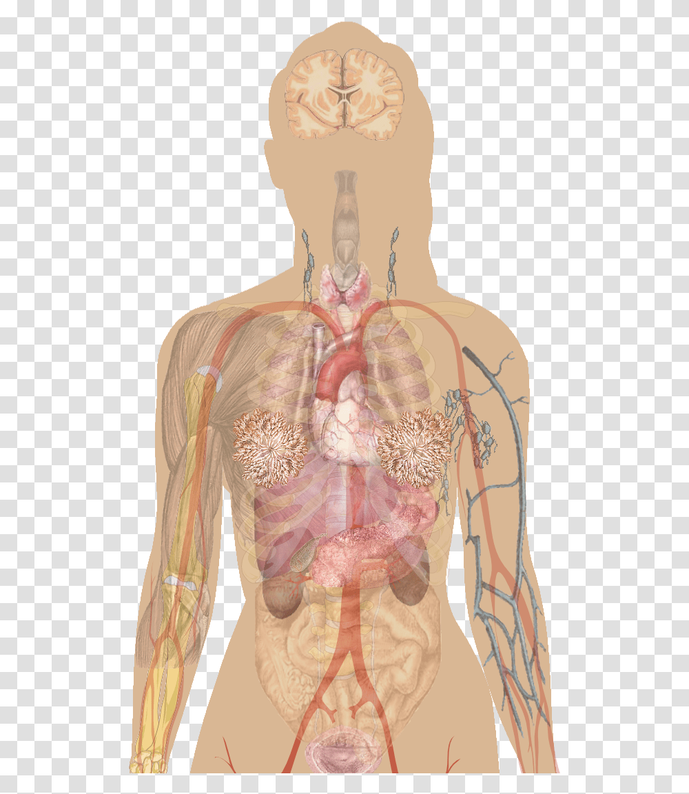 Human Body Integumentary System Diagram, Skin, Back, Painting Transparent Png