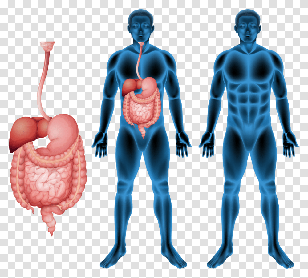 Human Body Muscle Human Digestive System Anatomy Cartoon Digestive System Stomach, Person, Torso, Hip Transparent Png