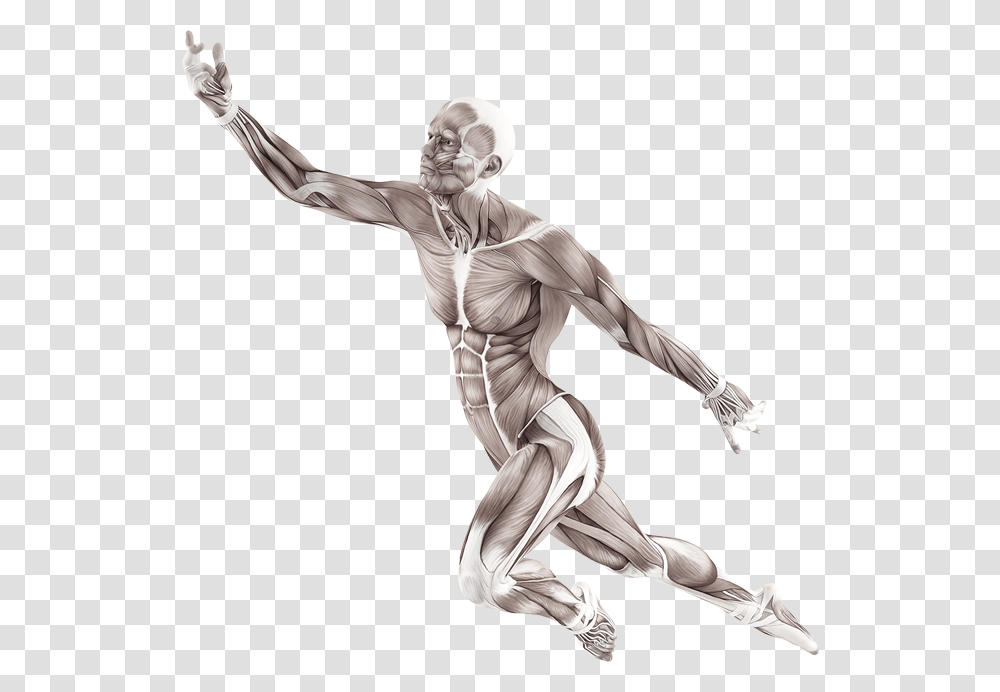 Human Body Muscle Pose, Person, Sculpture, Statue Transparent Png