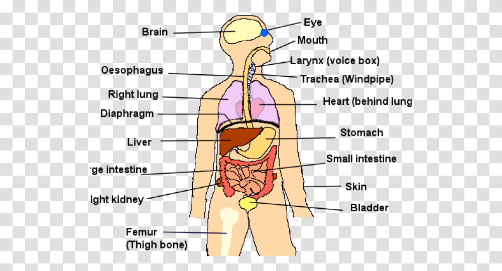 Human Body Organs Cartoon, Leisure Activities, Person, Drawing, Musical Instrument Transparent Png