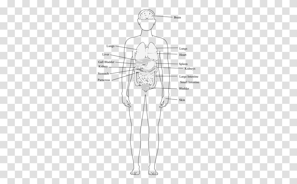 Human Body Organs Human Body Structure Clipart, Clock Tower, Architecture, Building, Hand Transparent Png