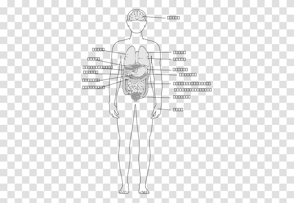 Human Body Organs Svg Clip Arts Sketch, Astronaut, Drawing, Stencil, Label Transparent Png