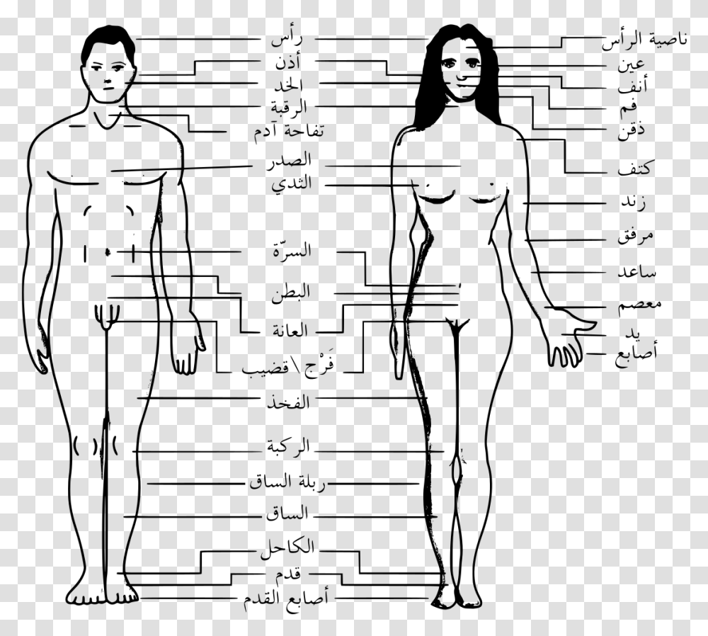 Human Body Outline Body Parts Name In Arabic, Gray, World Of Warcraft, Halo Transparent Png
