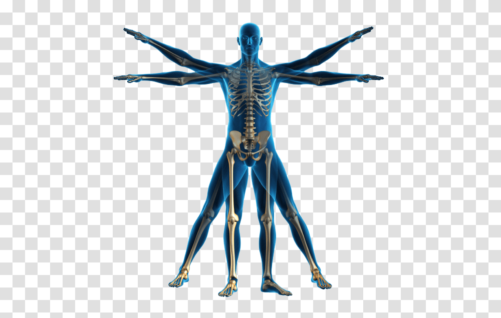 Human Body Outline Human Body Outline Images, Skeleton, Toy, Person Transparent Png