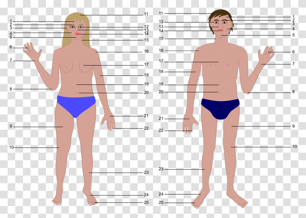 Human Body Outline Human Body Parts Without Names, Plot, Person, Diagram Transparent Png