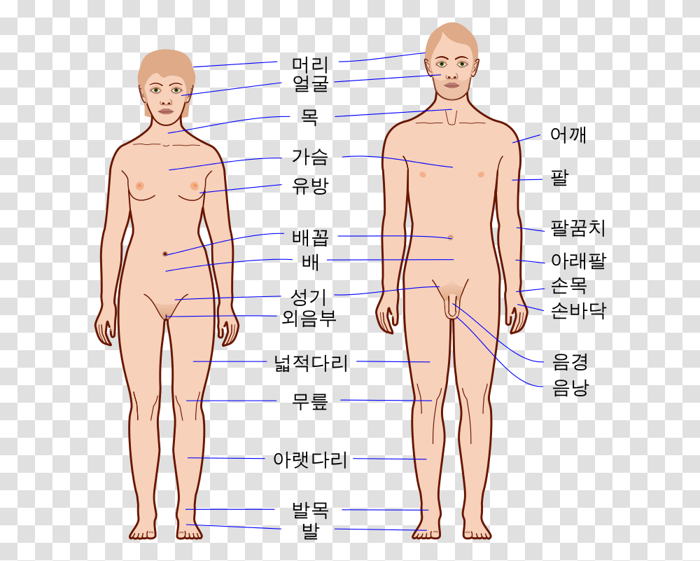 Human Body Outline Human Body, Person, Plot, Diagram, Measurements Transparent Png