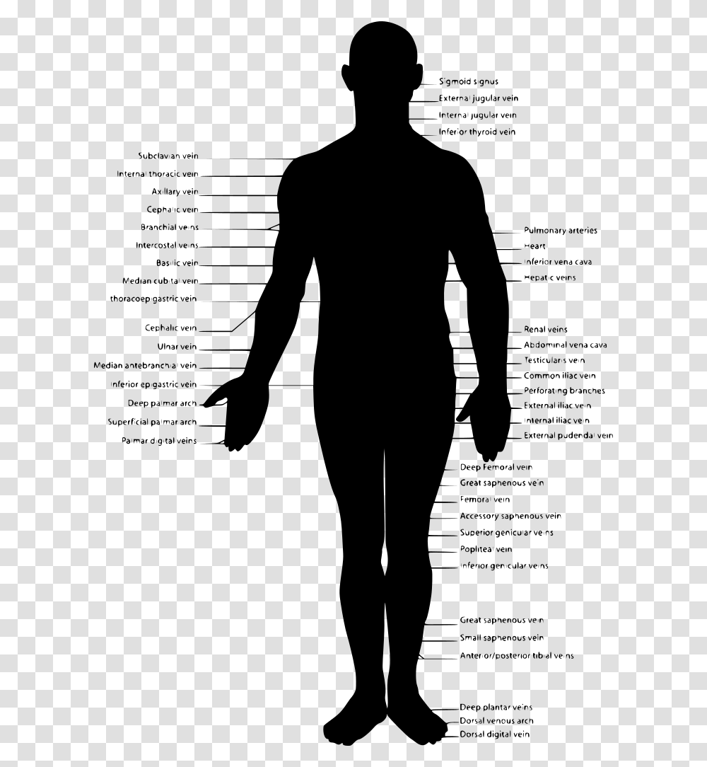 Human Body Outline Svg, Gray, World Of Warcraft Transparent Png