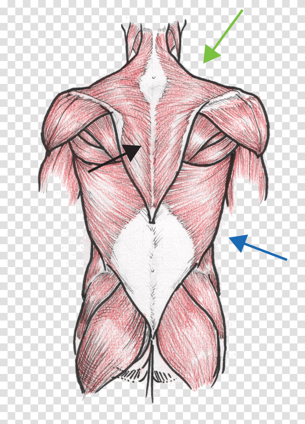 Human Body Outline, Torso, Neck Transparent Png