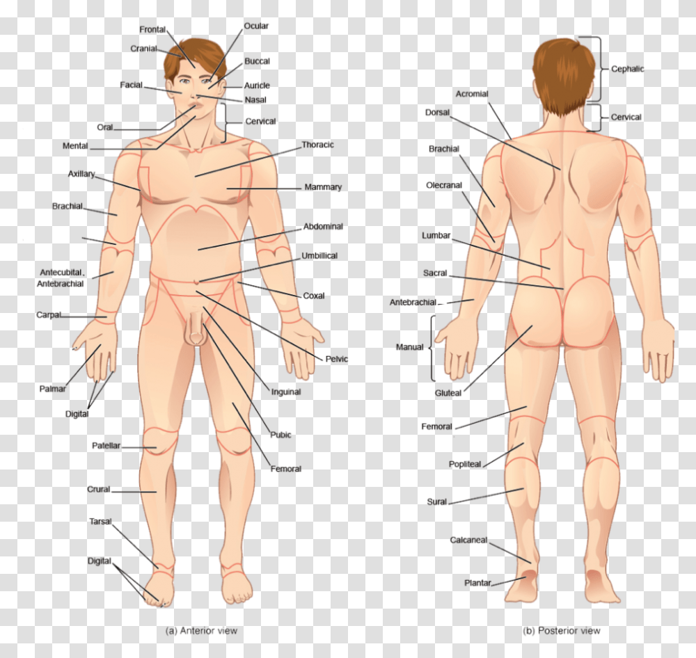 Human Body Parts Clipart Human All Body Parts Name, Person, Torso, Head, Plot Transparent Png