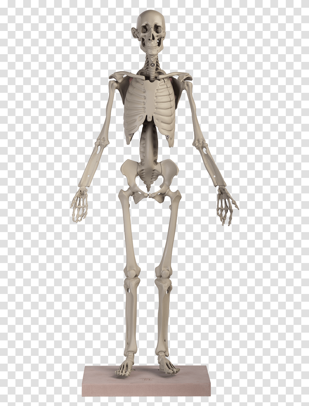 Human Body, Skeleton, Toy Transparent Png