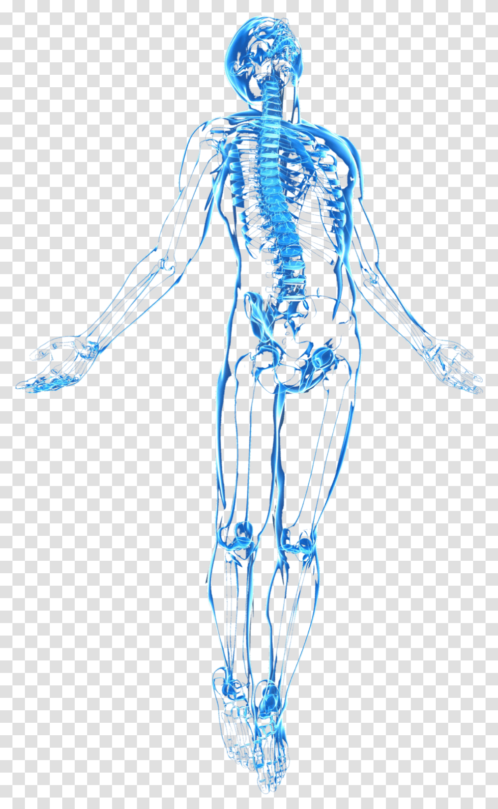 Human Body, Skeleton, X-Ray, Ct Scan, Medical Imaging X-Ray Film Transparent Png