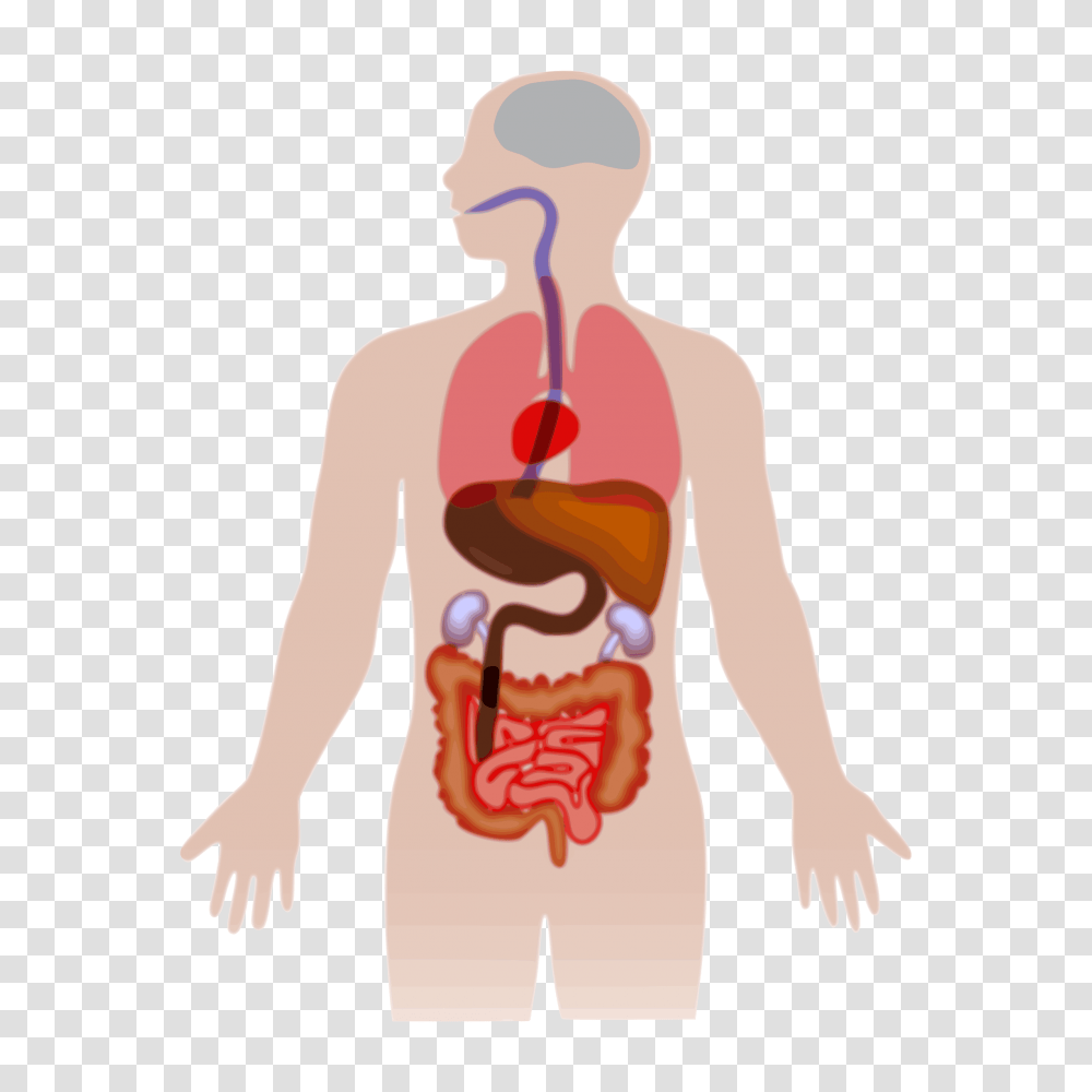 Human Body Vector Image, Stomach, Person, Plot, Torso Transparent Png