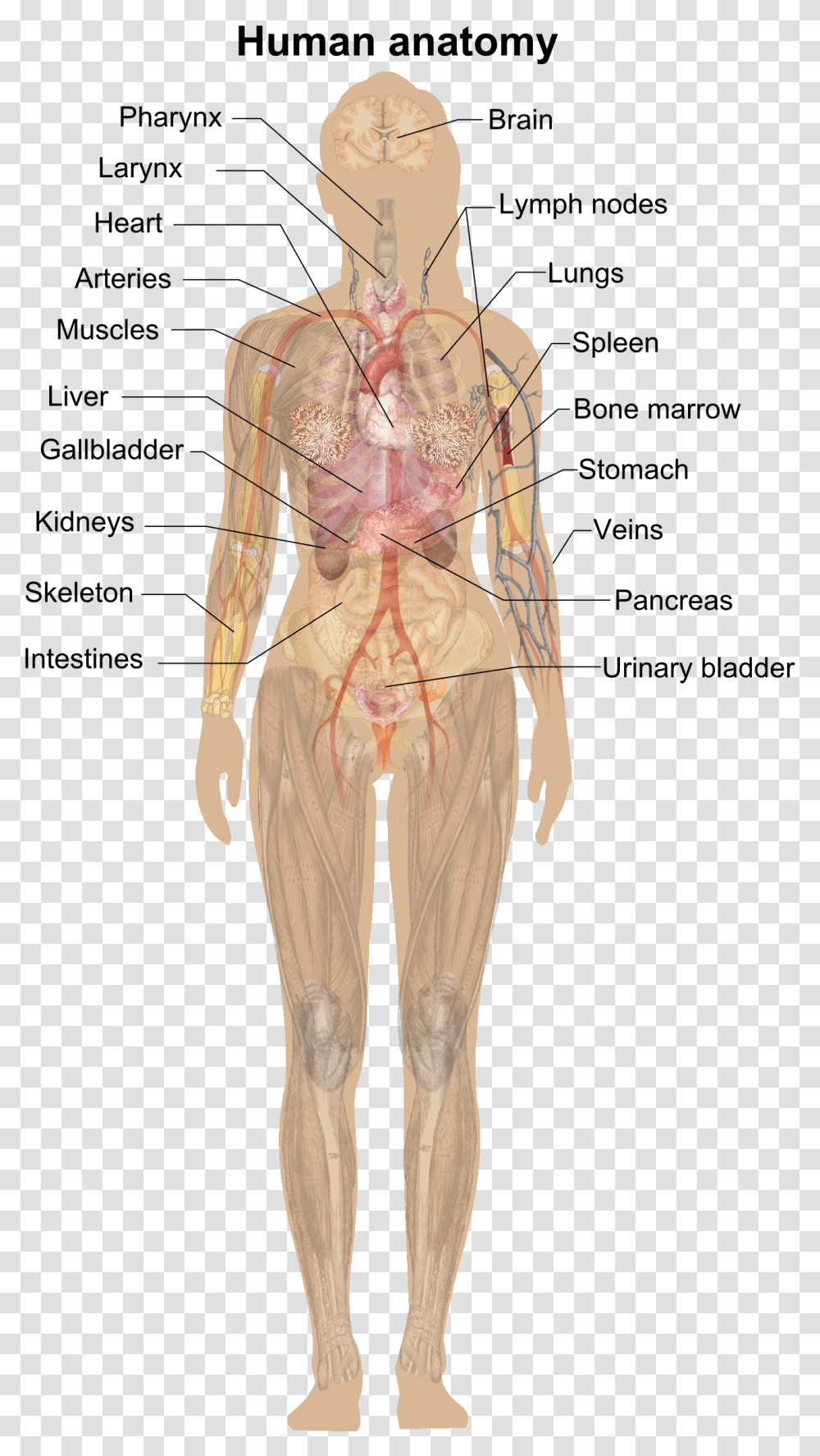 Human Body Without Labels, Person, Female, Fashion Transparent Png