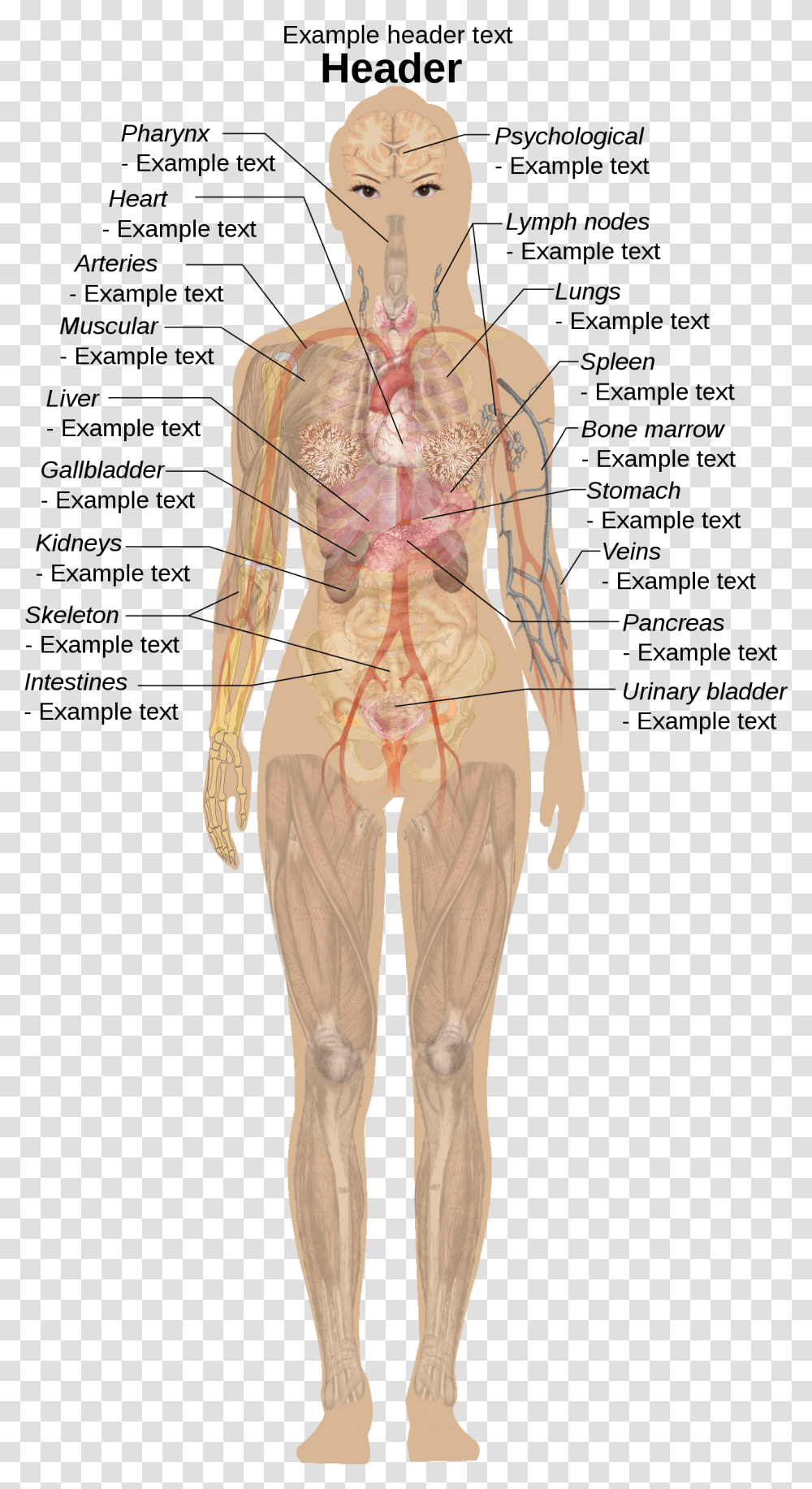 Human Body Without Labels, Person, Plot, Torso, Veins Transparent Png