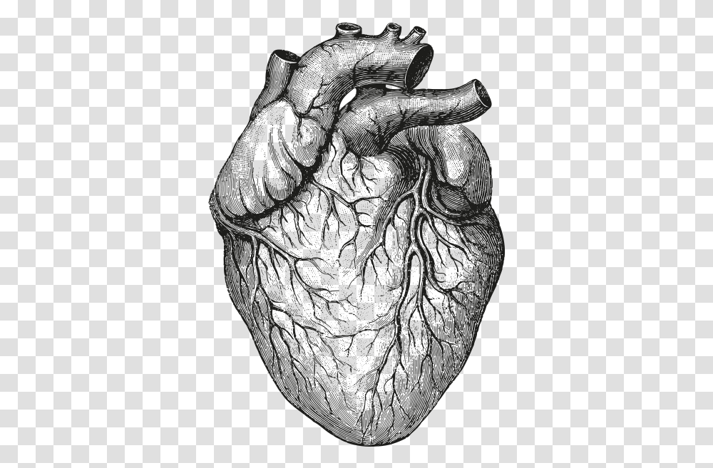 Human Bodyheartdrawingblack And Whitesketchgesture Background Anatomical Heart, Tattoo, Skin, Jar Transparent Png