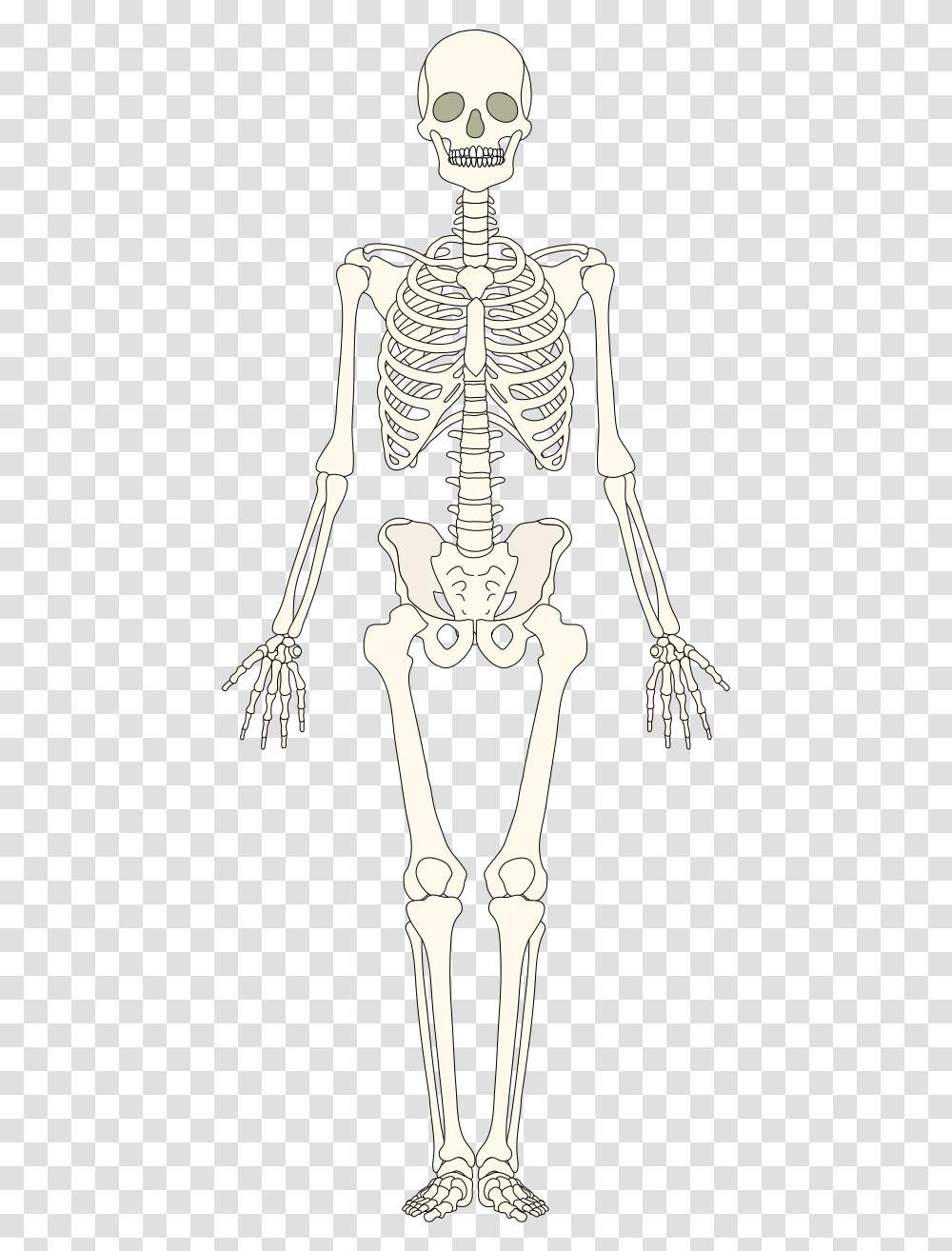 Human Bones Blank The Skeletal System, Skeleton Transparent Png