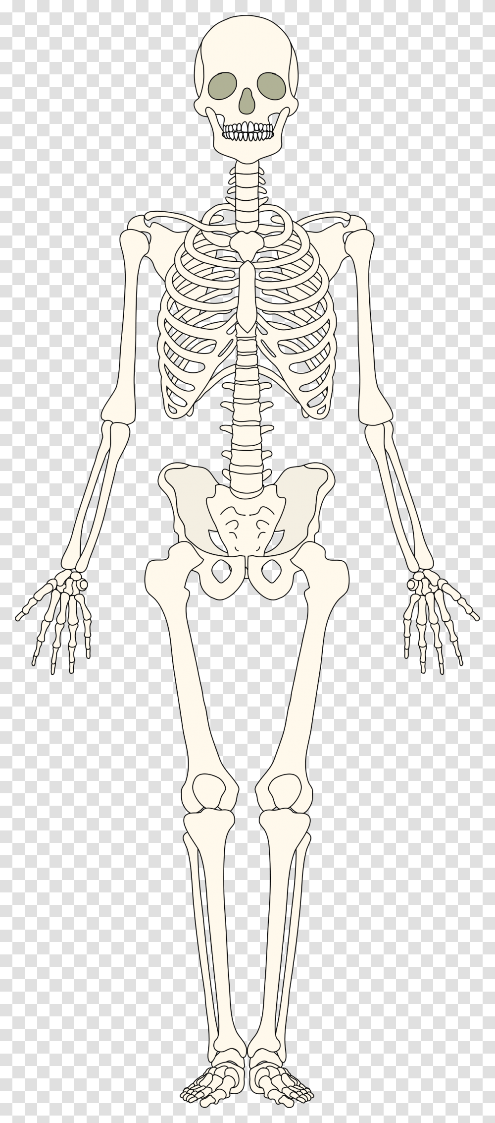 Human Bones Human Bones, Skeleton Transparent Png
