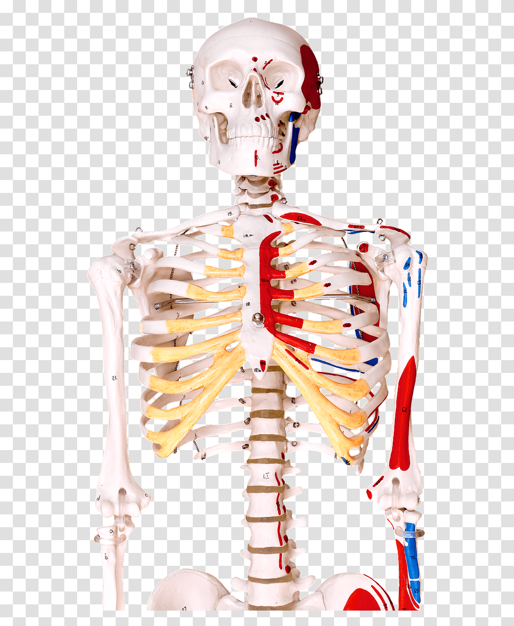 Human Bones Human Skeleton, Person, Torso, Neck Transparent Png