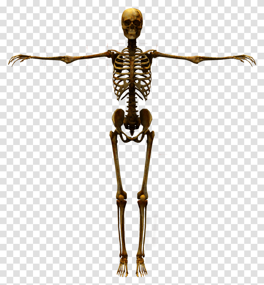 Human Bones, Skeleton, Cross Transparent Png
