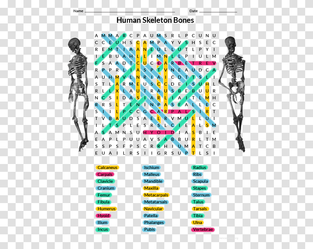 Human Bones Word Search Answers, Poster, Advertisement, Paper Transparent Png